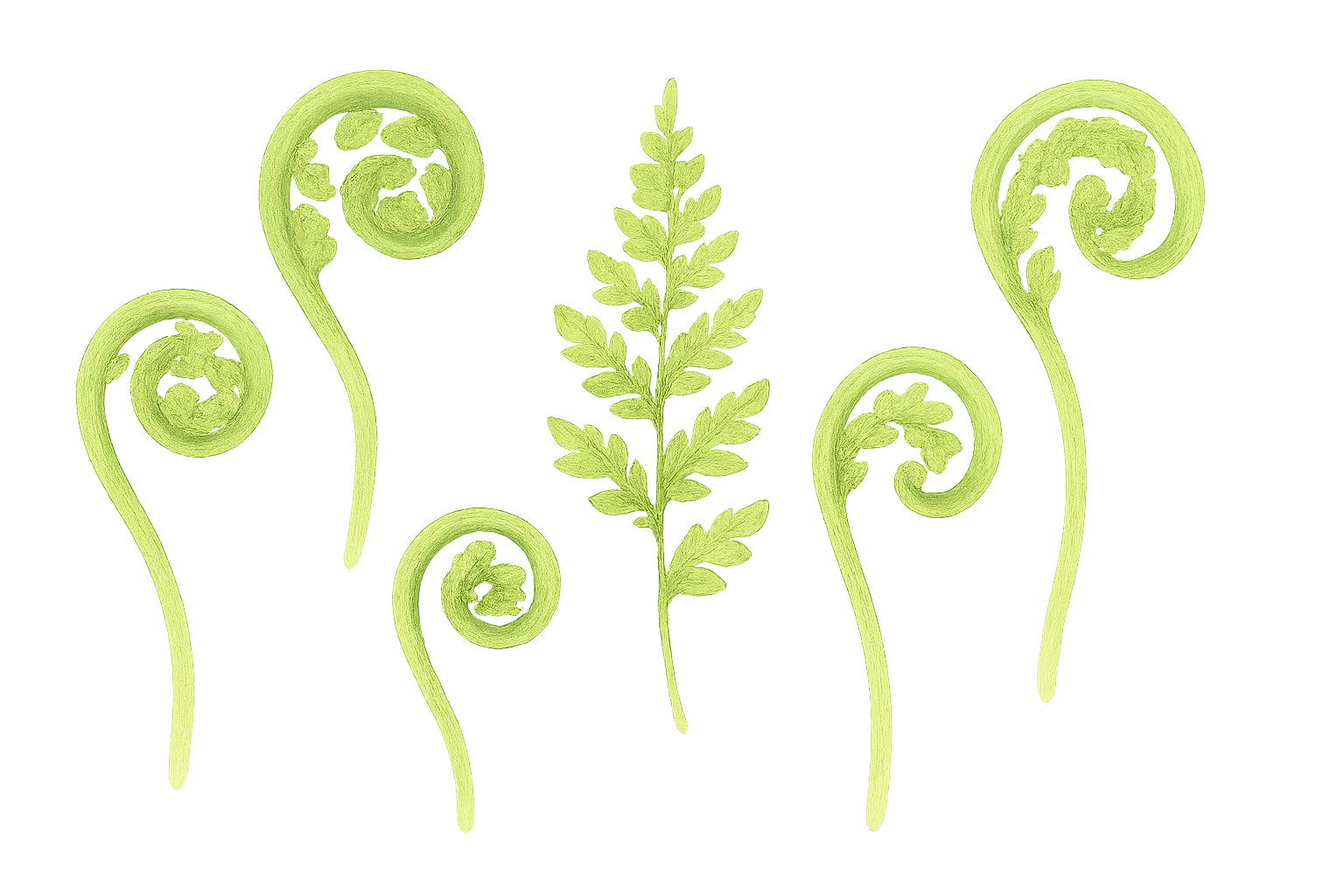 Decorative ferns