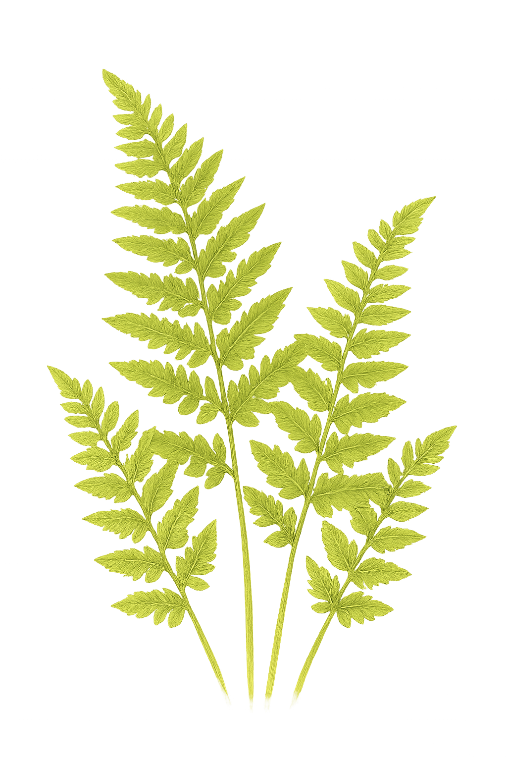 Decorative botanical art