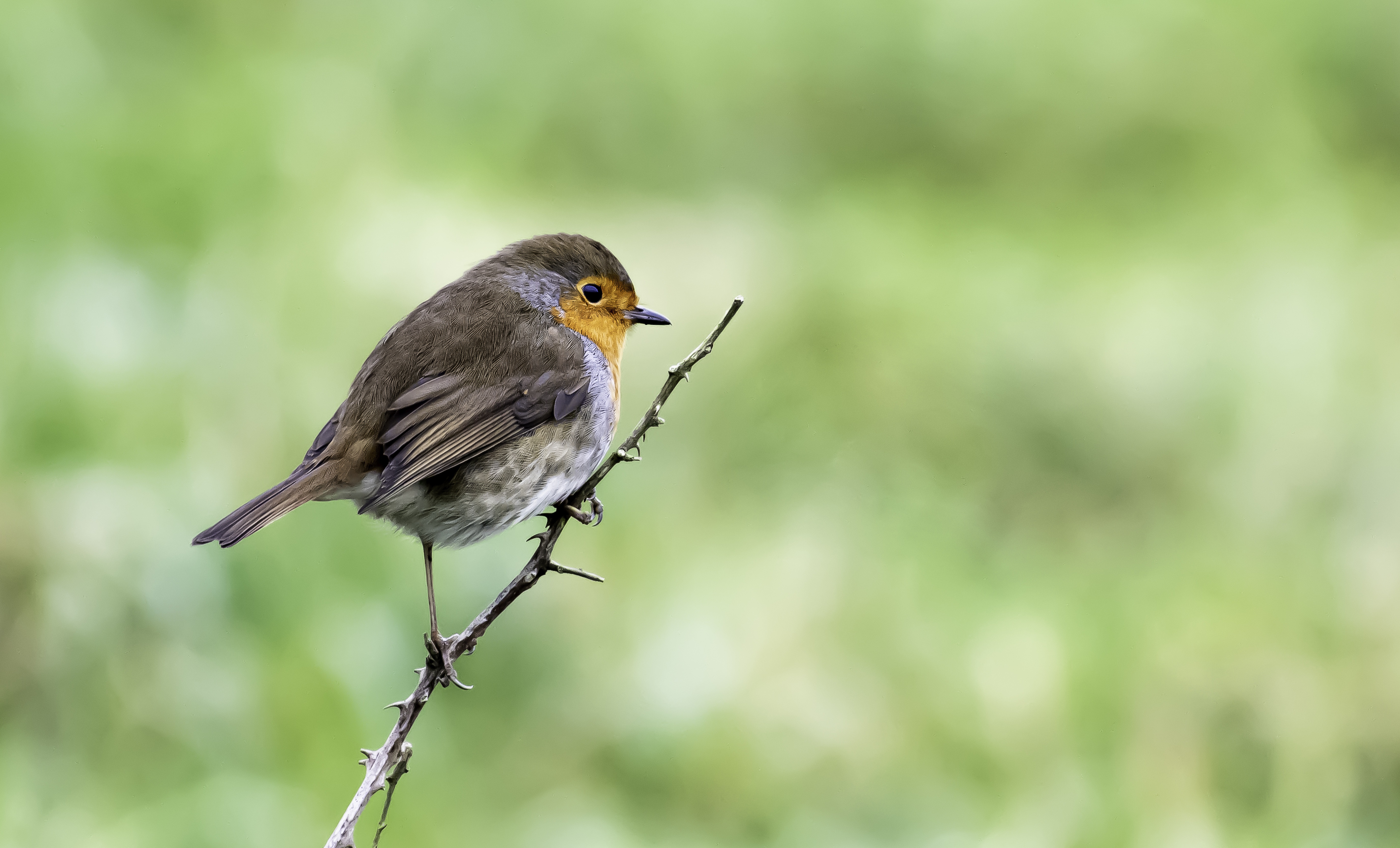 Robin bird perched in natural habitat