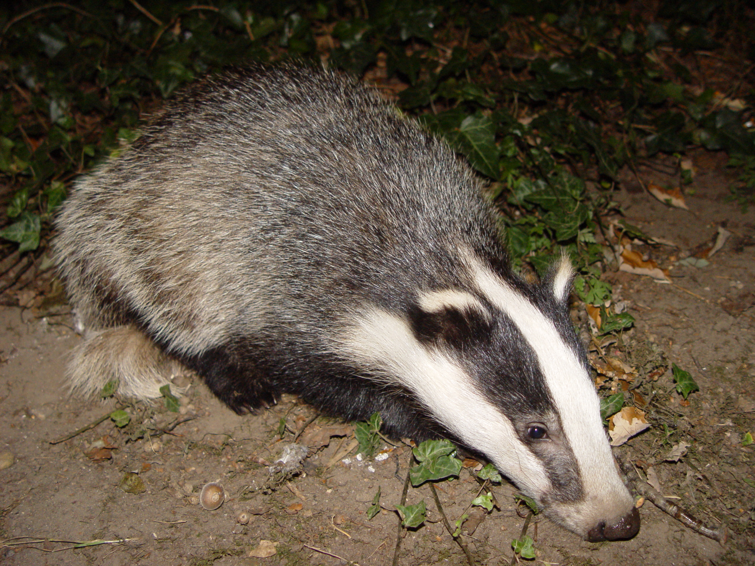 Badger in woodland habitat