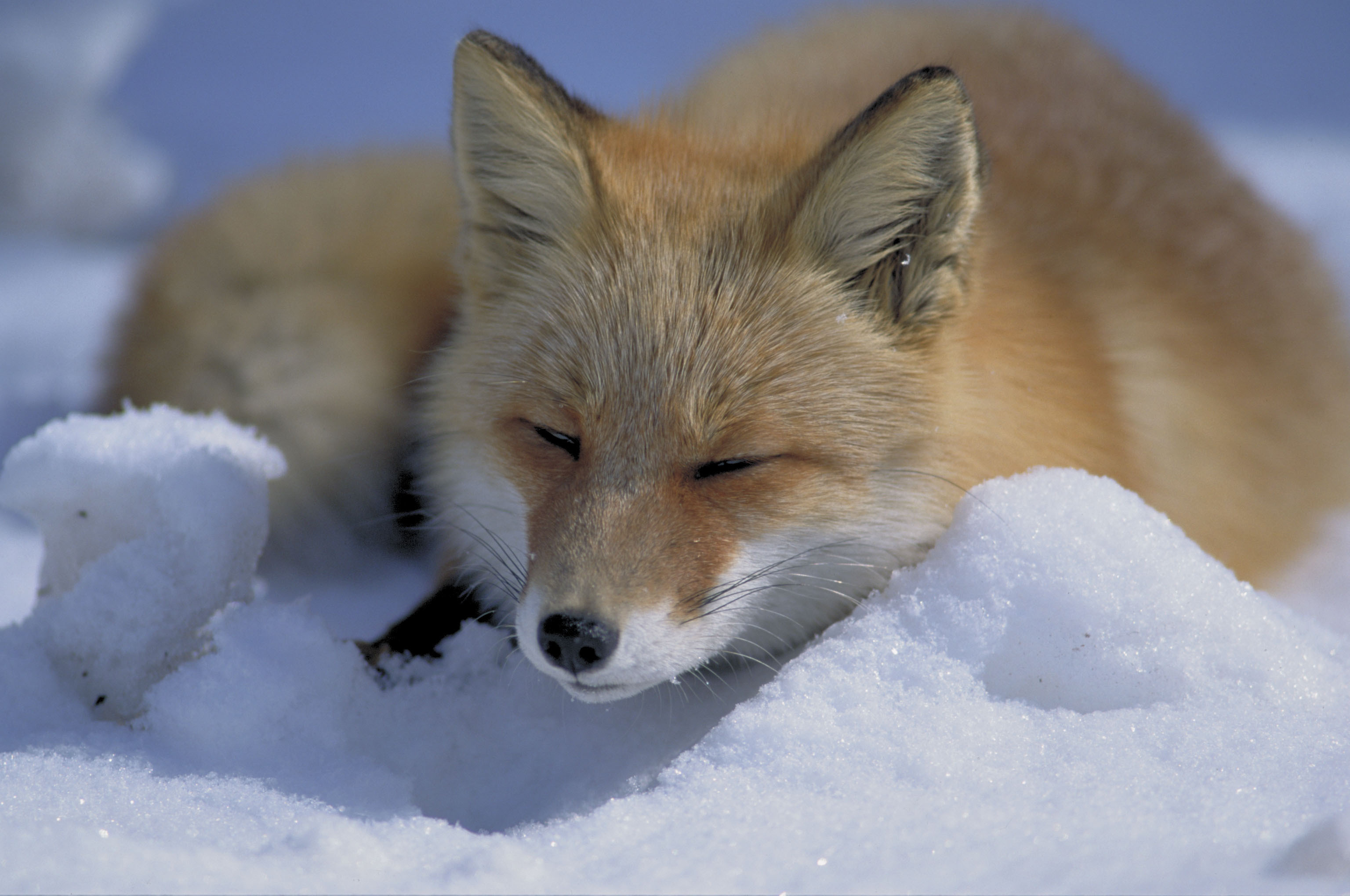 Red fox in nature