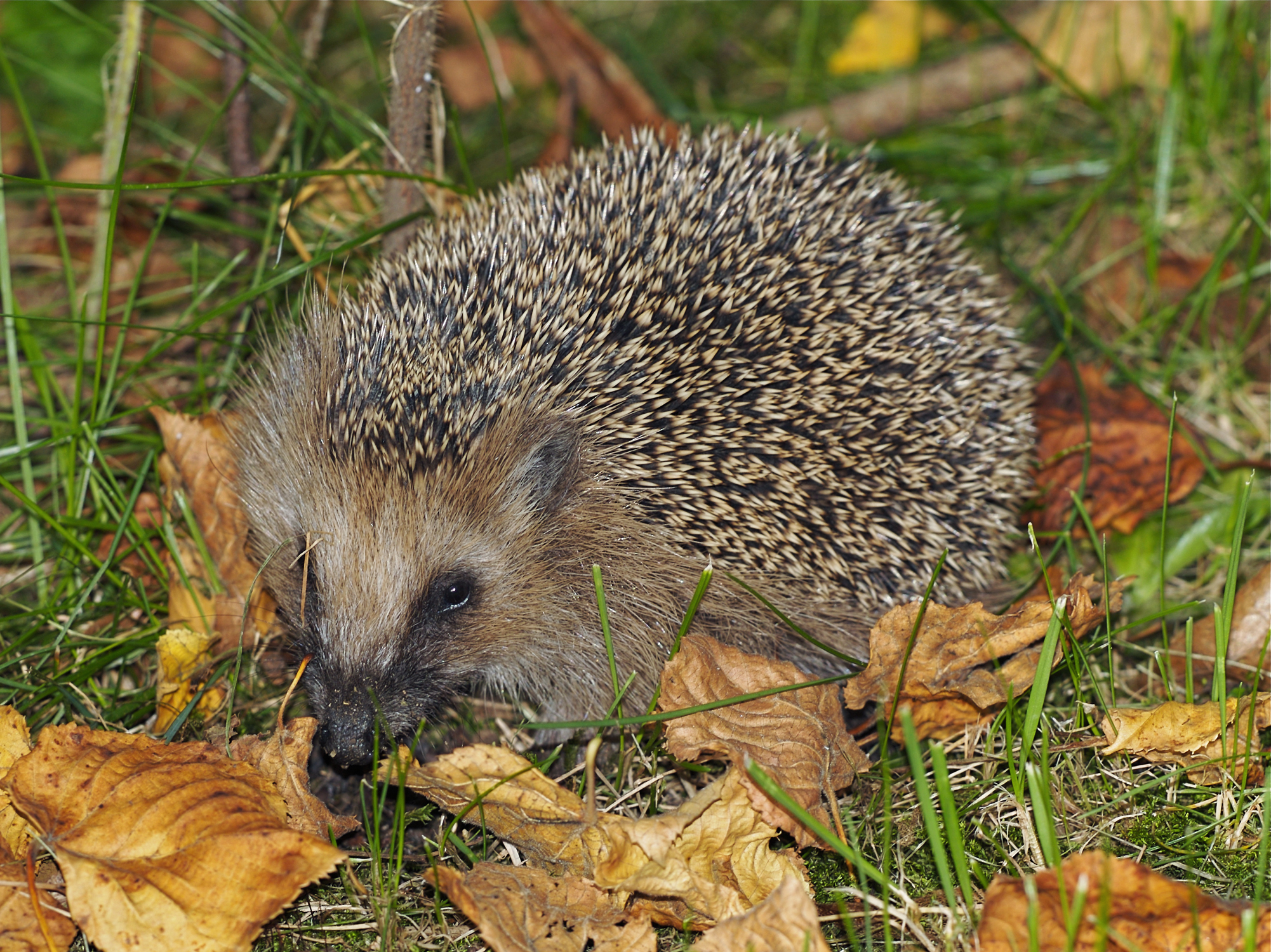 Hedgehog on grass