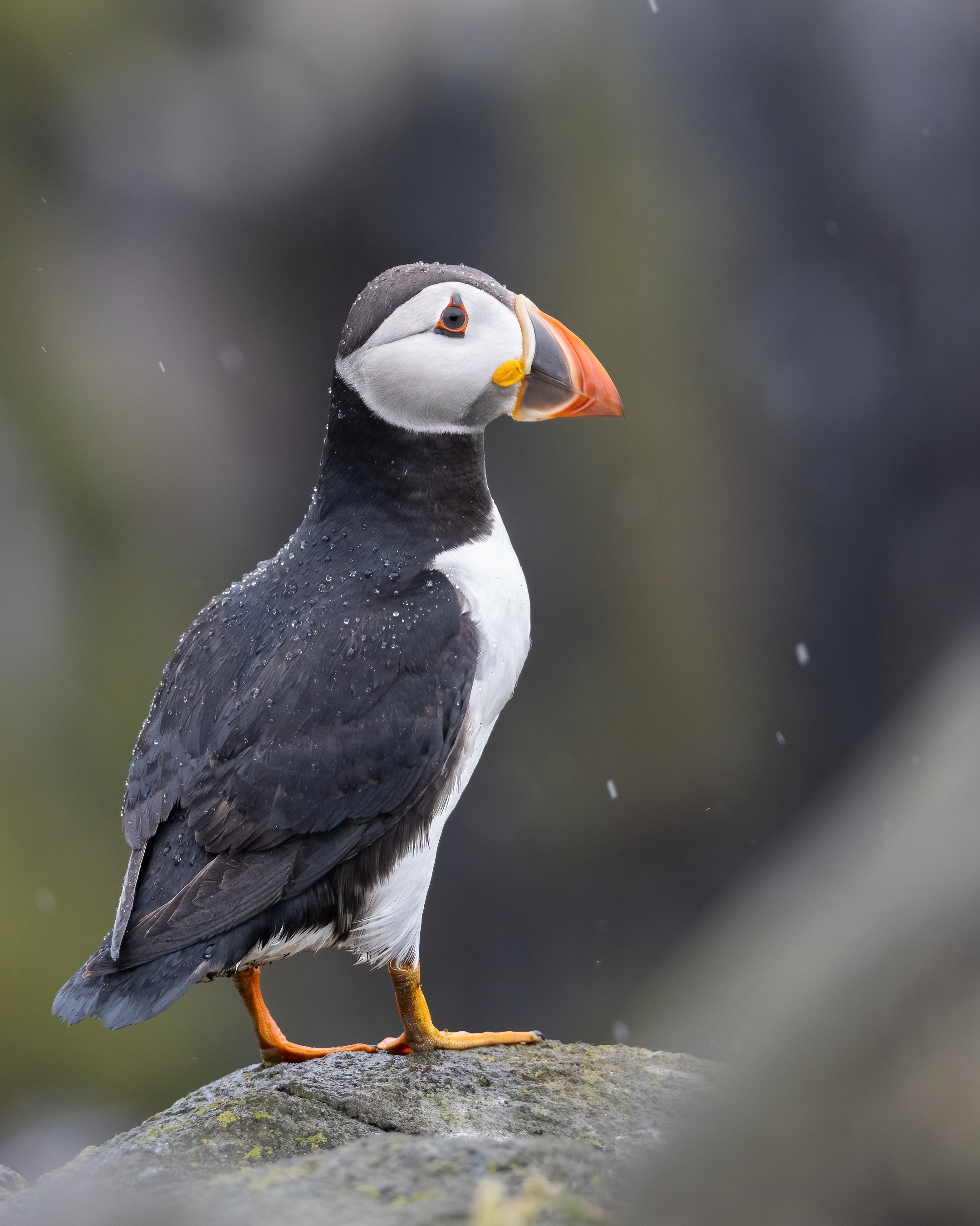 Puffin on a coastal cliff