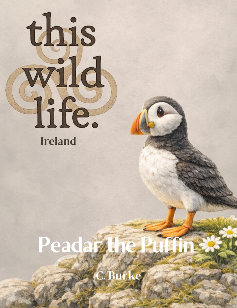 Peadar the Puffin front cover